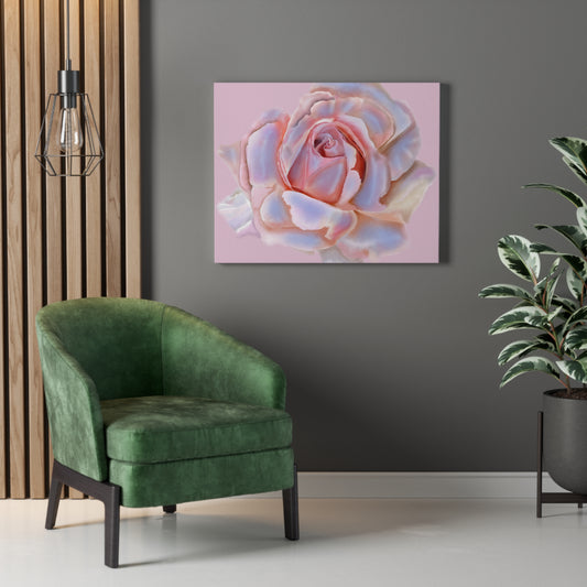 Champagne Rose Stretched Canvas