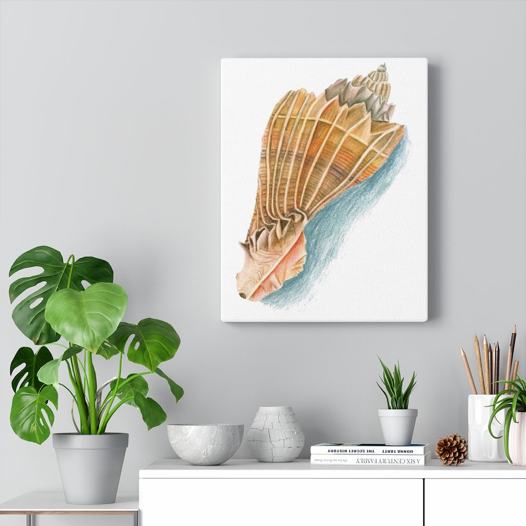 Georgia Beach Knobbed Whelk Seashell Canvas Gallery Wrap