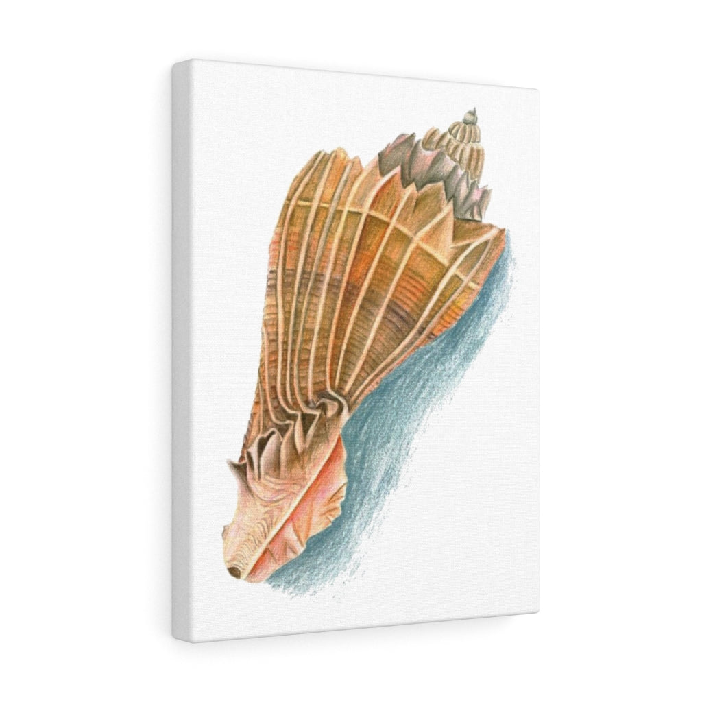 Georgia Beach Knobbed Whelk Seashell Canvas Gallery Wrap