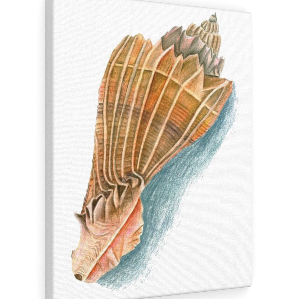 Georgia Beach Knobbed Whelk Seashell Canvas Gallery Wrap