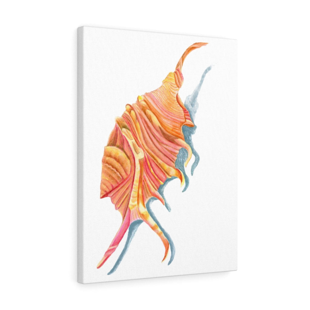 Georgia Beach Spiny Conch Seashell Canvas Gallery Wrap