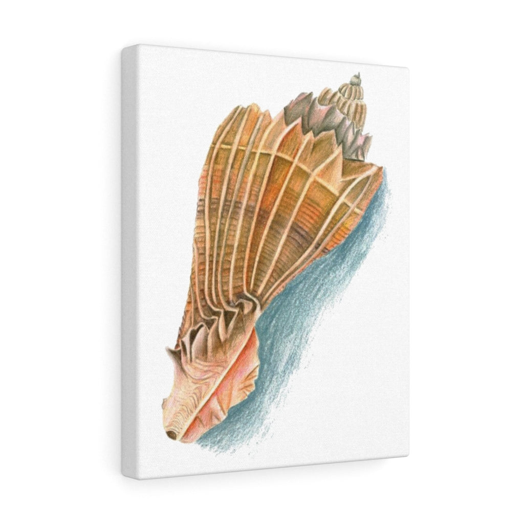 Georgia Beach Knobbed Whelk Seashell Canvas Gallery Wrap