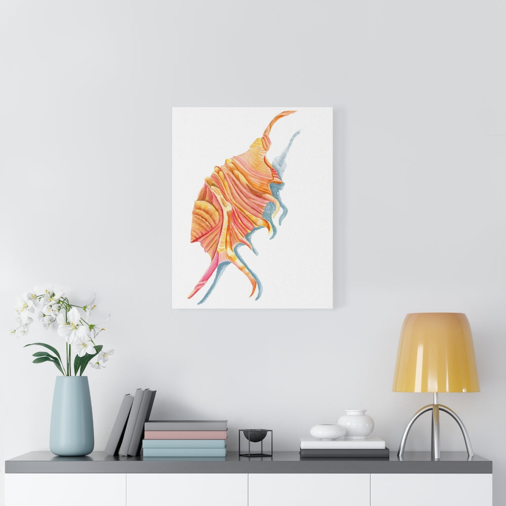 Georgia Beach Spiny Conch Seashell Canvas Gallery Wrap