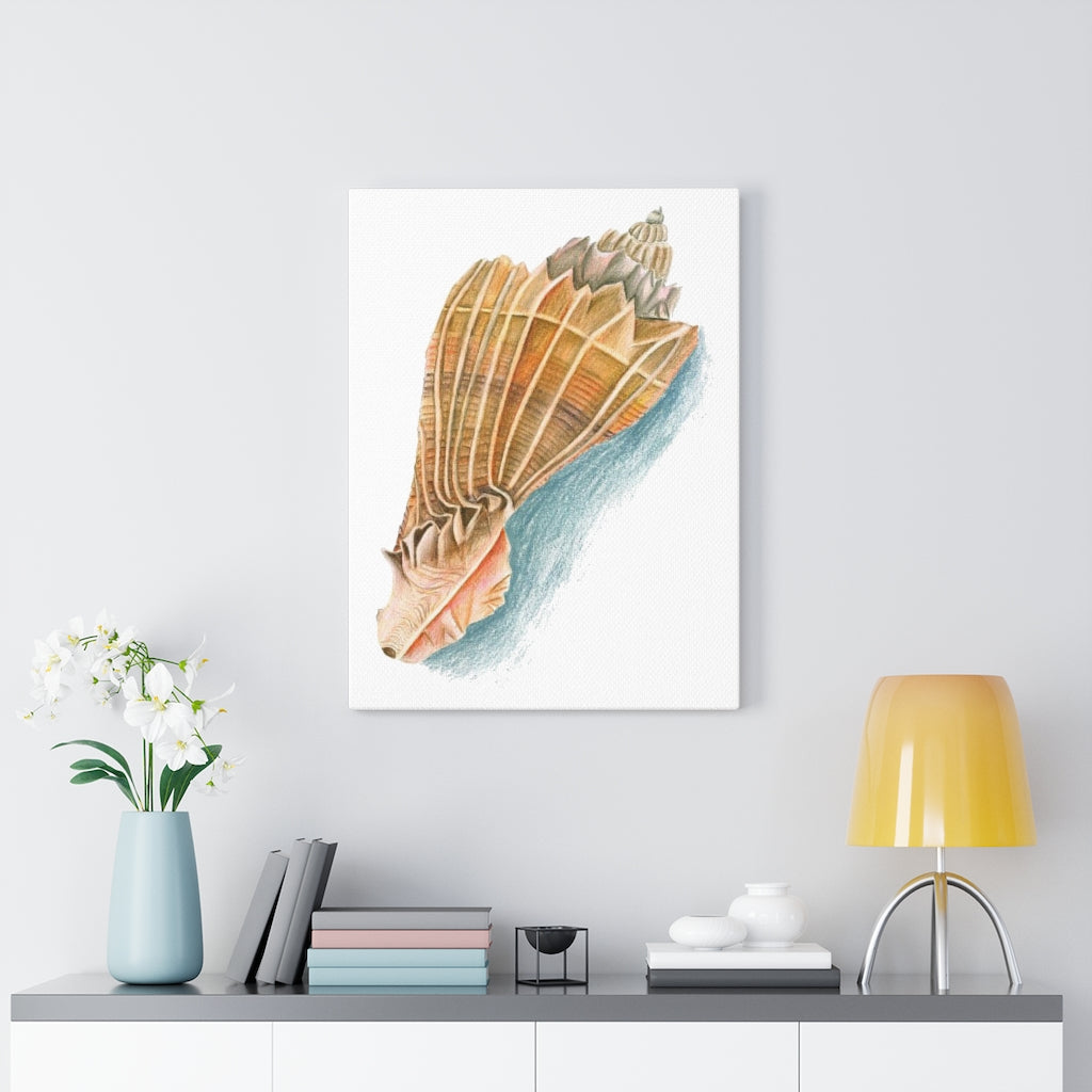 Georgia Beach Knobbed Whelk Seashell Canvas Gallery Wrap