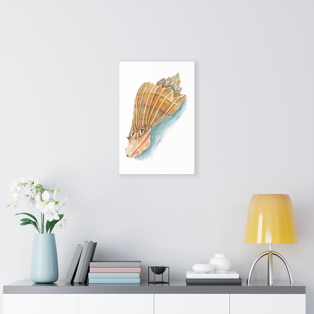 Georgia Beach Knobbed Whelk Seashell Canvas Gallery Wrap