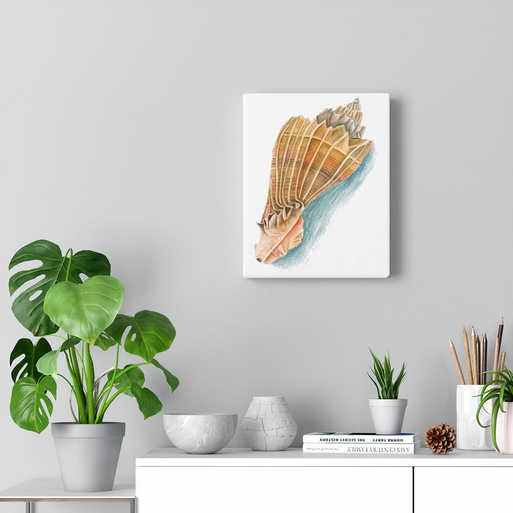 Georgia Beach Knobbed Whelk Seashell Canvas Gallery Wrap