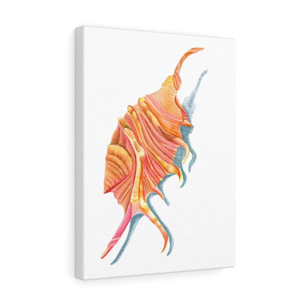 Georgia Beach Spiny Conch Seashell Canvas Gallery Wrap