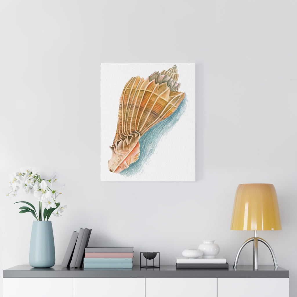 Georgia Beach Knobbed Whelk Seashell Canvas Gallery Wrap