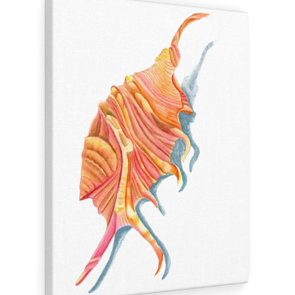 Georgia Beach Spiny Conch Seashell Canvas Gallery Wrap