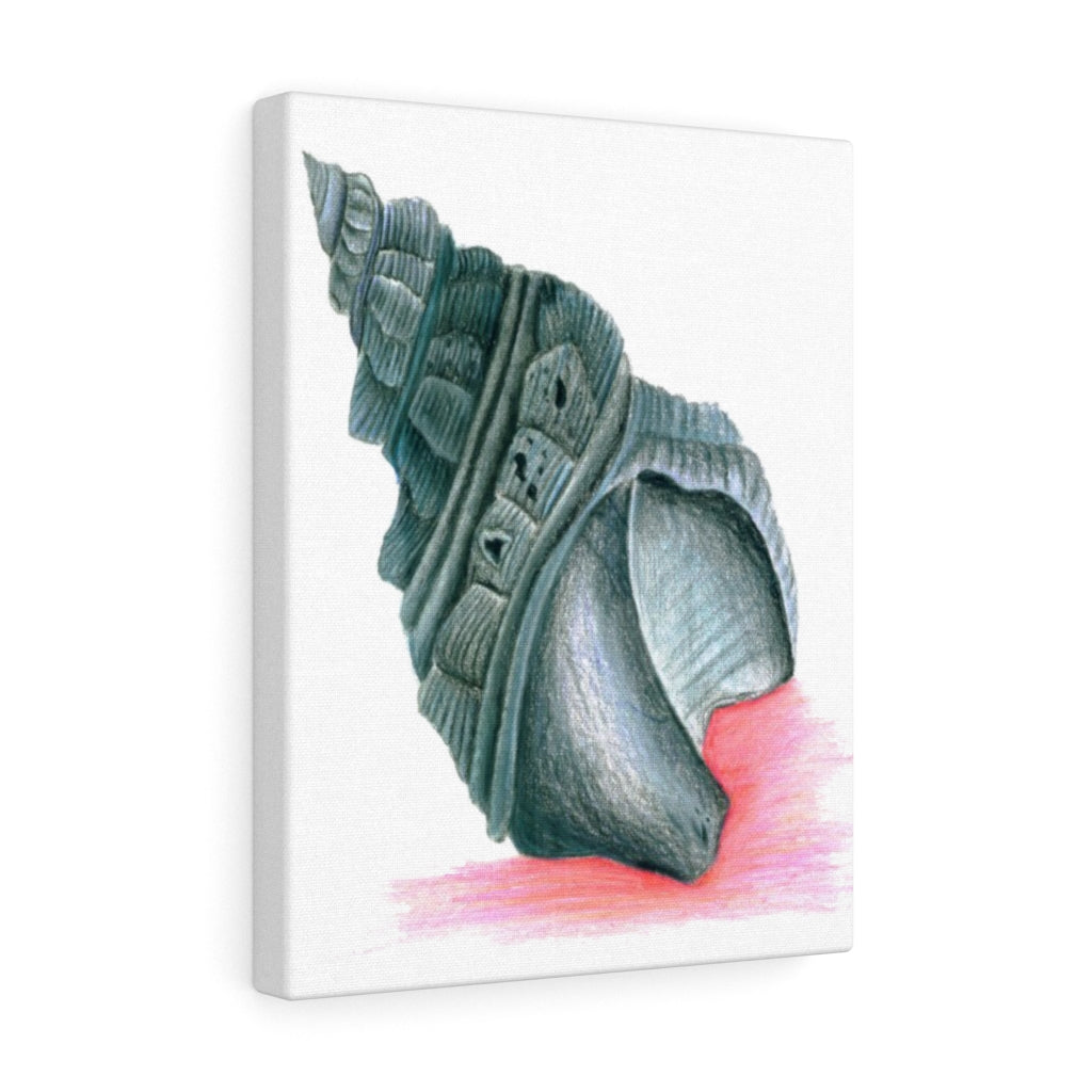 Georgia Beach Seashell Canvas Gallery Wrap