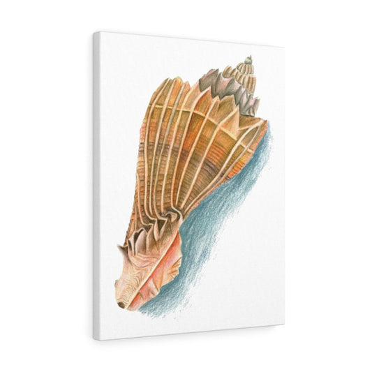 Georgia Beach Knobbed Whelk Seashell Canvas Gallery Wrap