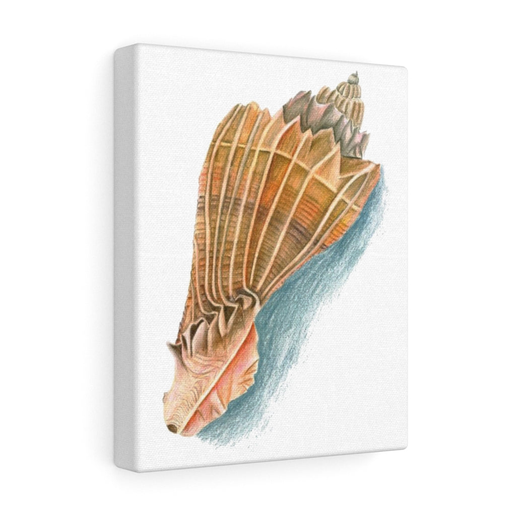 Georgia Beach Knobbed Whelk Seashell Canvas Gallery Wrap