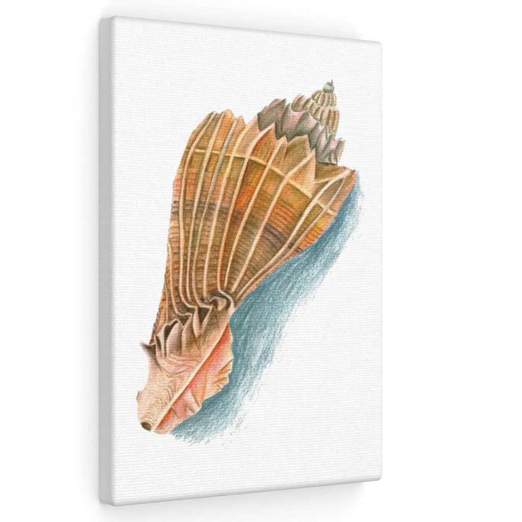 Georgia Beach Knobbed Whelk Seashell Canvas Gallery Wrap