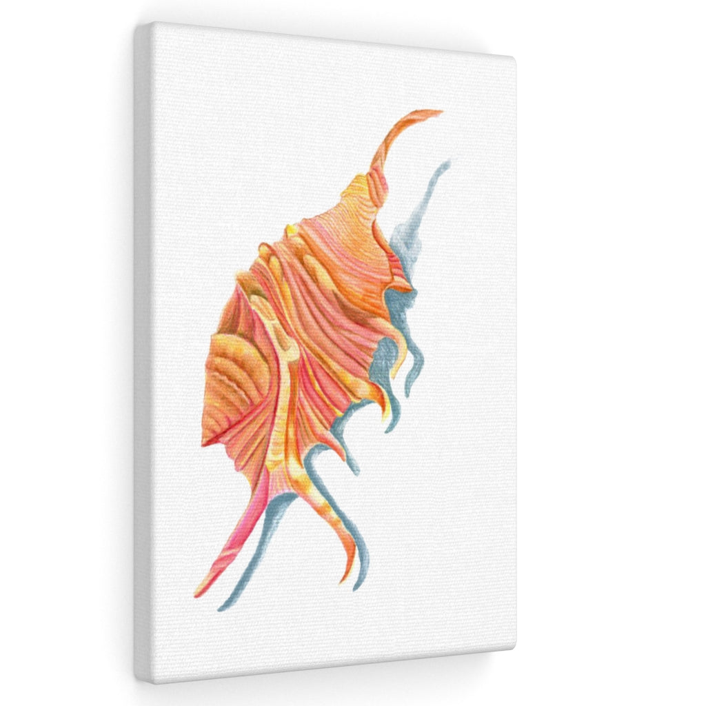 Georgia Beach Spiny Conch Seashell Canvas Gallery Wrap