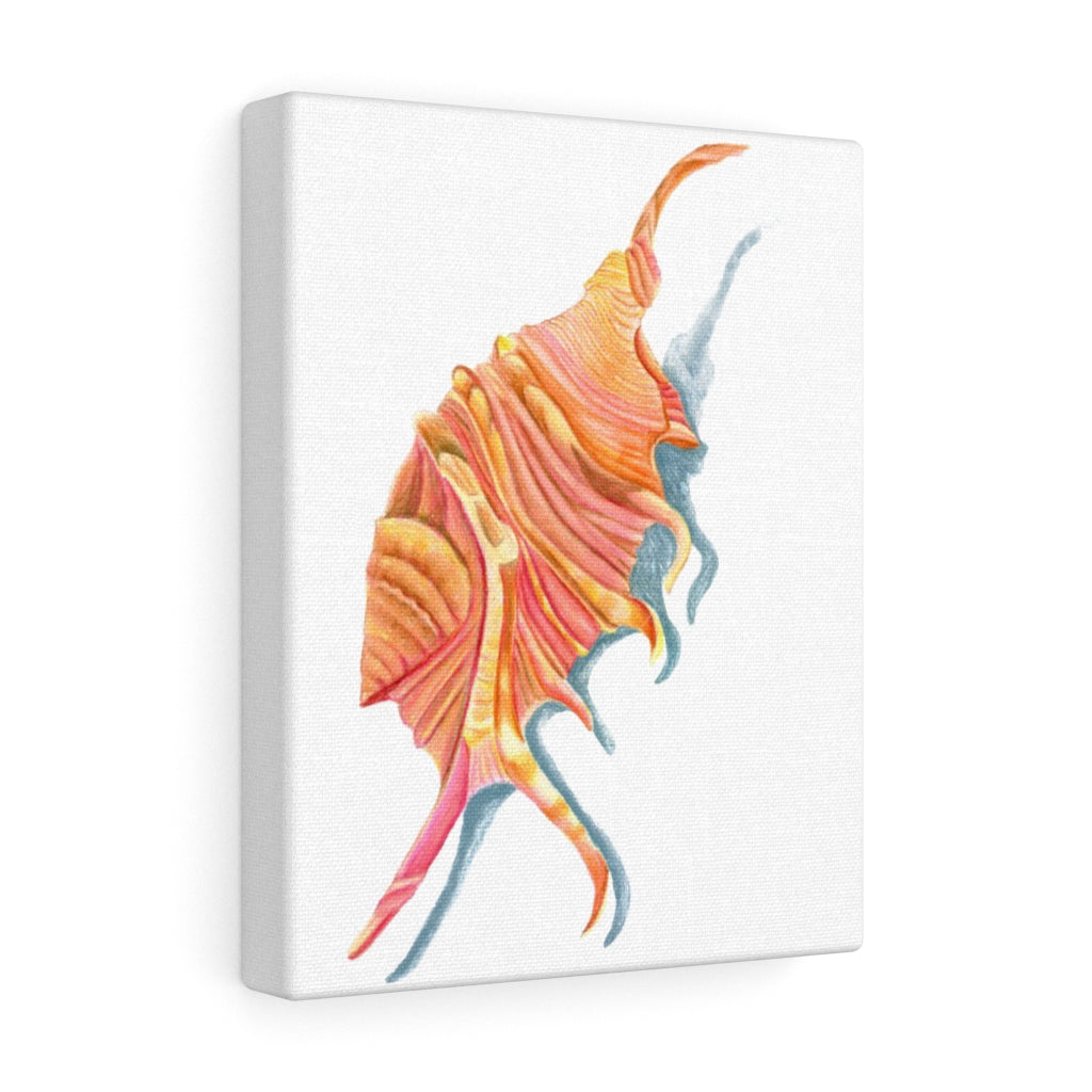 Georgia Beach Spiny Conch Seashell Canvas Gallery Wrap