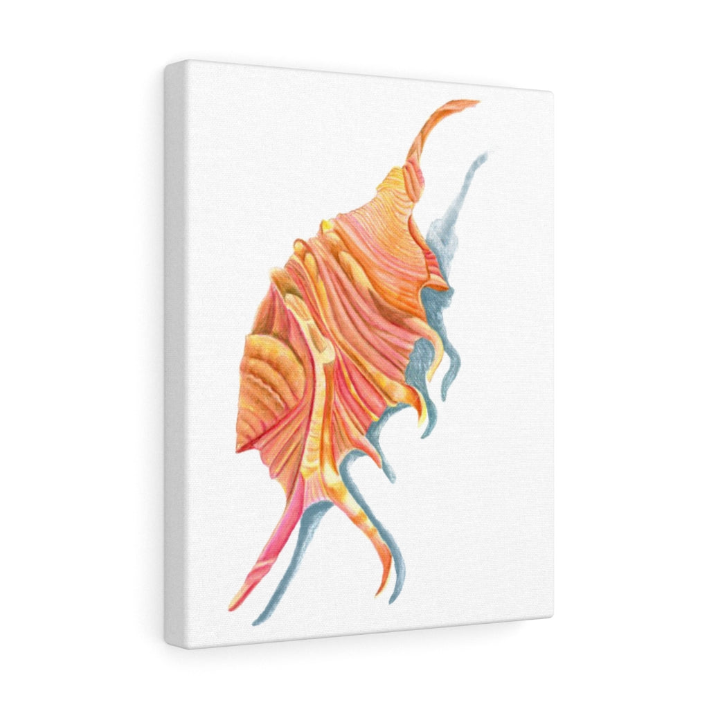 Georgia Beach Spiny Conch Seashell Canvas Gallery Wrap