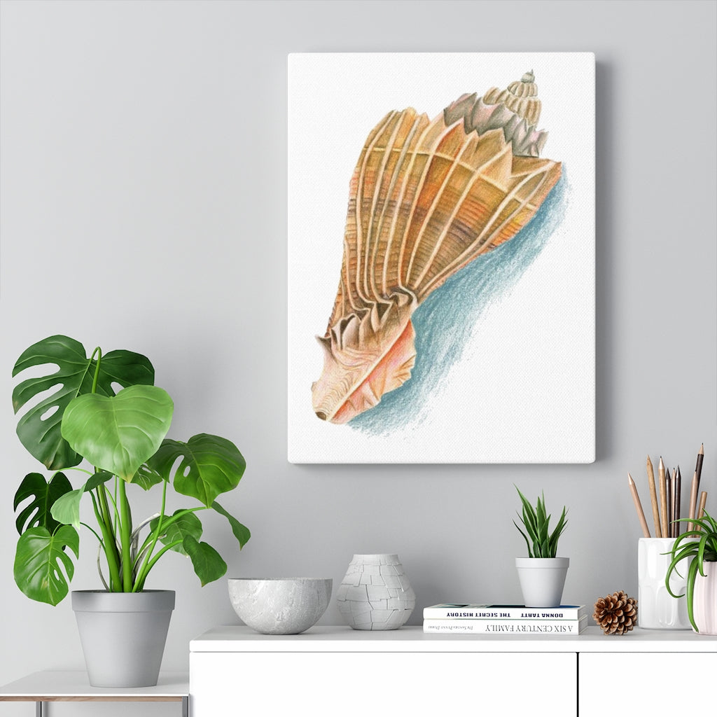 Georgia Beach Knobbed Whelk Seashell Canvas Gallery Wrap